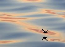 Fulmar-Spitsbergen-Kees-Bastmeijer-2081-CNX2-klein