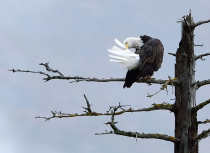 Bald Eagle - Kees Bastmeijer - Alaska (2607)-klein