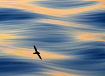 Fulmar-above-the-waves-Spitsbergen-2015-Kees-Bastmeijer-1997-small