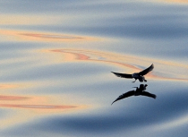 Fulmar landing on sea - Kees Bastmeijer (2087)-CNX2-klein