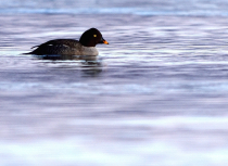 Iceland - Kees Bastmeijer (2299)