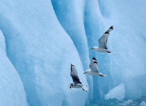 Spitsbergen - Kees Bastmeijer 2015 (1063)-klein