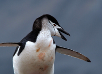 chinstrap-penguin-antarctica-kees-bastmeijer