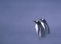 gentoo-penguins-whalers-bay-antarctica-kees-bastmeijer