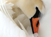 mute-swan-kees-bastmeijer-8096