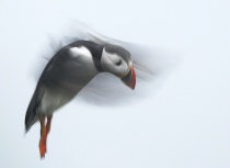 puffin-norway-kees-bastmeijer