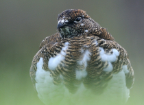 rock-ptarmigan-iceland-kees-bastmeijer-3142