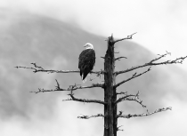 Bald Eagle - Kees Bastmeijer - Alaska (2576)B&W-klein