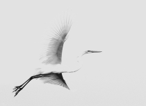 Great white egret - Kees Bastmeijer (4202)-i-klein