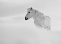 Icelandic horse - Kees Bastmeijer 2016 (5850)-klein