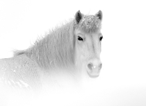 Icelandic-horse-Kees-Bastmeijer-7280-klein