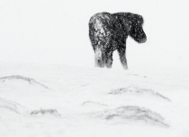 Icelandic horse in snow storm - Kees Bastmeijer-2014 (2037)-klein