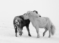 Icelandic-horses-Feb-2014-2059-BW-klein