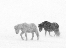 Icelandic-horses-Kees-Bastmeijer-1971-klein