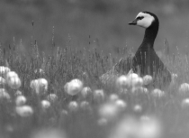 Spitsbergen-Kees-Bastmeijer-Brandgans-2268-BW-klein