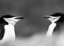 chinstrap-penguins-antarctica-kees-bastmeijer