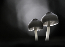 mushroom-in-morning-light-kees-bastmeijer
