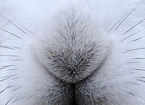 Arctic Hare close-up - Greenland - Kees Bastmeijer (4503)