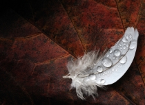 feather-on-autumn-leave-kees-bastmeijer