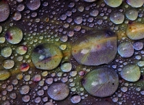 rain-drops-on-eucalyptus-leave-kees-bastmeijer-2012