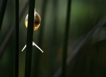 snail-in-morning-sun-kees-bastmeijer
