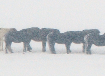 Icelandic horses - Kees Bastmeijer (1941)