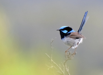 Tasmanië-2019-Kees-Bastmeijer-6468-small