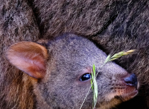 Tasmanië-2019-Kees-Bastmeijer6970-small