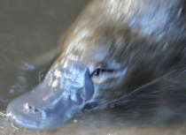 platypus-tasmanie-kees-bastmeijer-2012-8210