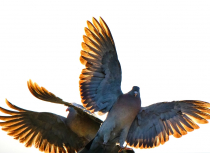 Common-wood-pigeons-fighting-Kees-Bastmeijer-small