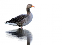 Grauwe-gans-Oostvaardersplassen-Kees-Bastmeijer-2863-klein