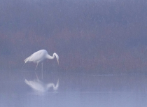 Grote-zilverreiger-Kampina-Kees-Bastmeijer-5511-klein