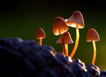 Paddenstoelen met tegenlicht-klein bestand