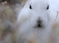 Arctic Hare - Greenland 2014 (4506)-Kees Bastmeijer