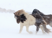 Icelandic horses Feb 2014 (1967)