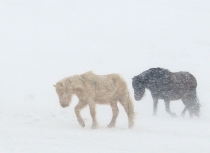 Icelandic horses Feb 2014 (1971)(i)