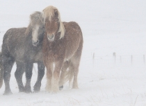 Icelandic horses Feb 2014 (2021)-klein