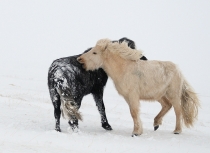 Icelandic horses Feb 2014 (2059)(i)