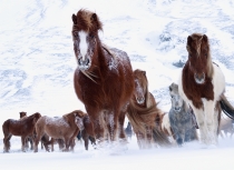 Icelandic horses - Kees Bastmeijer 2016 (5153)-klein