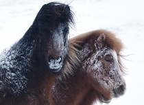 Icelanding horses after a snow storm - Kees Bastmeijer (5145)-klein