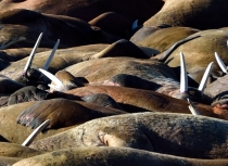 Walrus - Spitsbergen - Kees Bastmeijer (0564)-klein