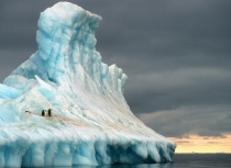 antarctica-adelie-penguins-kees-bastmeijer