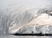 Gletsjer met drieteenmeeuwen - Spitsbergen - Kees Bastmeijer (1391)-klein