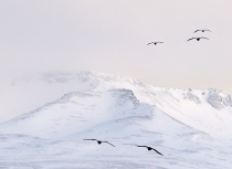 Iceland - Kees Bastmeijer (1959)-i