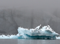 Spitsbergen - Kees Bastmeijer 2015 (1295)-ii-klein