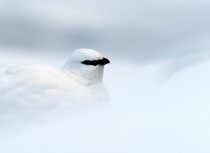 Kulusuk sneeuwhoen (9704)-uitsnede-klein